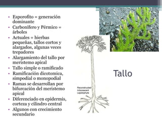 Tallo
• Esporofito = generación
dominante
• Carbonífero y Pérmico =
árboles
• Actuales = hierbas
pequeñas, tallos cortos y
alargados, algunas veces
trepadores
• Alargamiento del tallo por
meristemo apical
• Tallo simple o ramificado
• Ramificación dicotomica,
simpodial o monopodial
• Ramas se desarrollan por
bifurcación del meristemo
apical
• Diferenciado en epidermis,
corteza y cilindro central
• Algunos con crecimiento
secundario
 