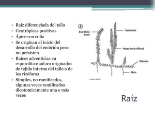 Raíz
• Raíz diferenciada del tallo
• Geotrópicas positivas
• Ápice con cofia
• Se originan al inicio del
desarrollo del embrión pero
no persisten
• Raices adventicias en
esporofito maduro originados
de tejido interno del tallo o de
los rizóforos
• Simples, no ramificados,
algunas veces ramificados
dicotomicamente una o más
veces
 