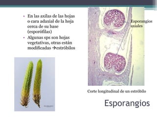 Esporangios
• En las axilas de las hojas
o cara adaxial de la hoja
cerca de su base
(esporófilas)
• Algunas sps son hojas
vegetativas, otras están
modificadas estróbilos
Esporangios
axiales
Corte longitudinal de un estróbilo
 