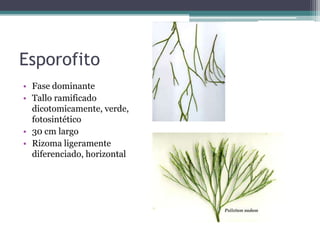 Esporofito
• Fase dominante
• Tallo ramificado
dicotomicamente, verde,
fotosintético
• 30 cm largo
• Rizoma ligeramente
diferenciado, horizontal
 
