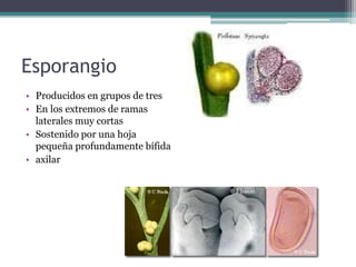 Esporangio
• Producidos en grupos de tres
• En los extremos de ramas
laterales muy cortas
• Sostenido por una hoja
pequeña profundamente bífida
• axilar
 