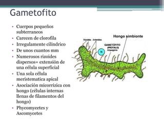 Gametofito
• Cuerpos pequeños
subterraneos
• Carecen de clorofila
• Irregulamente cilíndrico
• De unos cuantos mm
• Numerosos rizoides
dispersos= extensión de
una célula superficial
• Una sola célula
meristematica apical
• Asociación micorrizica con
hongo (células internas
llenas de filamentos del
hongo)
• Phycomycetes y
Ascomycetes
Hongo simbionte
 