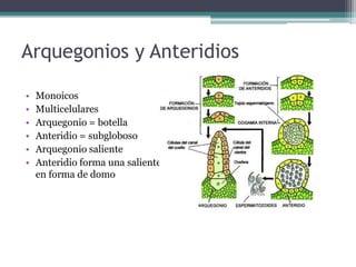 Arquegonios y Anteridios
• Monoicos
• Multicelulares
• Arquegonio = botella
• Anteridio = subgloboso
• Arquegonio saliente
• Anteridio forma una saliente
en forma de domo
 