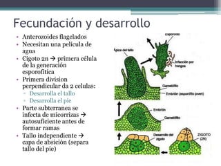 Fecundación y desarrollo
• Anterozoides flagelados
• Necesitan una película de
agua
• Cigoto 2n  primera célula
de la generación
esporofítica
• Primera division
perpendicular da 2 celulas:
▫ Desarrolla el tallo
▫ Desarrolla el pie
• Parte subterranea se
infecta de micorrizas 
autosuficiente antes de
formar ramas
• Tallo independiente 
capa de absición (separa
tallo del pie)
 