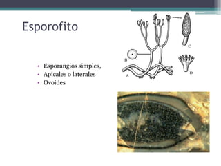 Esporofito
• Esporangios simples,
• Apicales o laterales
• Ovoides
 