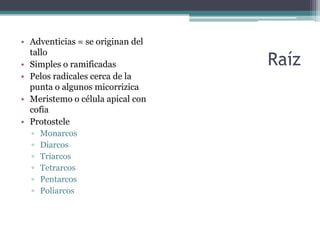 Raíz
• Adventicias = se originan del
tallo
• Simples o ramificadas
• Pelos radicales cerca de la
punta o algunos micorrizica
• Meristemo o célula apical con
cofia
• Protostele
▫ Monarcos
▫ Diarcos
▫ Triarcos
▫ Tetrarcos
▫ Pentarcos
▫ Poliarcos
 