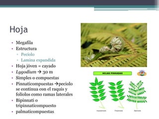 Hoja
• Megafila
• Estructura
▫ Peciolo
▫ Lamina expandida
• Hoja jóven = cayado
• Lygodium  30 m
• Simples o compuestas
• Pinnaticompuestas peciolo
se continua con el raquis y
foliolos como ramas laterales
• Bipinnati o
tripinnaticompuesto
• palmaticompuestas
 