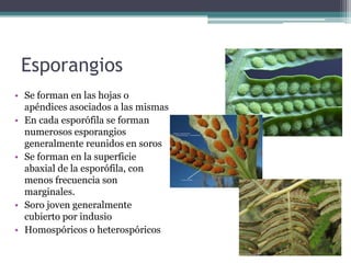 Esporangios
• Se forman en las hojas o
apéndices asociados a las mismas
• En cada esporófila se forman
numerosos esporangios
generalmente reunidos en soros
• Se forman en la superficie
abaxial de la esporófila, con
menos frecuencia son
marginales.
• Soro joven generalmente
cubierto por indusio
• Homospóricos o heterospóricos
 