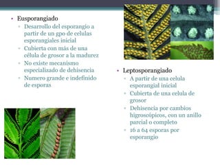 • Eusporangiado
▫ Desarrollo del esporangio a
partir de un gpo de celulas
esporangiales inicial
▫ Cubierta con más de una
célula de grosor a la madurez
▫ No existe mecanismo
especializado de dehisencia
▫ Numero grande e indefinido
de esporas
• Leptosporangiado
▫ A partir de una celula
esporangial inicial
▫ Cubierta de una celula de
grosor
▫ Dehisencia por cambios
higroscópicos, con un anillo
parcial o completo
▫ 16 a 64 esporas por
esporangio
 