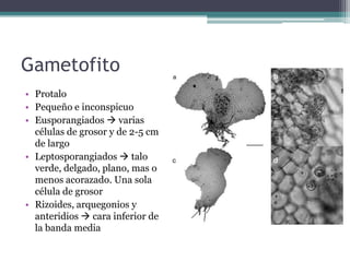 Gametofito
• Protalo
• Pequeño e inconspicuo
• Eusporangiados  varias
células de grosor y de 2-5 cm
de largo
• Leptosporangiados  talo
verde, delgado, plano, mas o
menos acorazado. Una sola
célula de grosor
• Rizoides, arquegonios y
anteridios  cara inferior de
la banda media
 