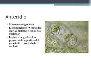Anteridio
• Mas o menos globosos
• Eusporangiados  hundidos
en el gametofito y con célula
opercular
• Leptosporangiados  se
proyecta a la superficie del
gametofito con célula de
cubierta
 