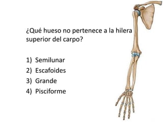 ¿Qué hueso no pertenece a la hilera
superior del carpo?
1) Semilunar
2) Escafoides
3) Grande
4) Pisciforme
 