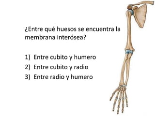 ¿Entre qué huesos se encuentra la
membrana interósea?
1) Entre cubito y humero
2) Entre cubito y radio
3) Entre radio y humero
 