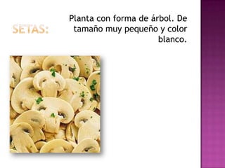 Planta con forma de árbol. De
 tamaño muy pequeño y color
                      blanco.
 