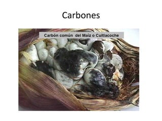 Carbones 