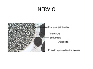NERVIO
Axones mielinizados
Perineuro
Endoneuro
Adipocito

El endoneuro rodea los axones.

 
