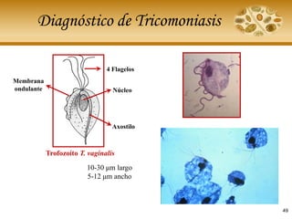 Repaso práctico de Parasitología | PDF
