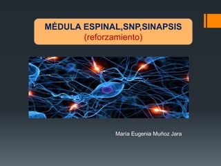 MÉDULA ESPINAL,SNP,SINAPSIS
(reforzamiento)
María Eugenia Muñoz Jara
 