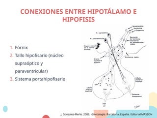 1. Fórnix
2. Tallo hipofisario (núcleo
supraóptico y
paraventricular)
3. Sistema portahipofisario
CONEXIONES ENTRE HIPOTÁLAMO E
HIPOFISIS
J, Gonzalez-Merlo. 2003. Ginecología. Barcelona, España. Editorial MASSON
 