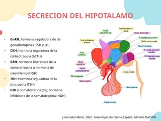 SECRECION DEL HIPOTALAMO
• GnRH, hormona reguladora de las
gonadotropinas (FSH y LH)
• CRH, hormona reguladora de la
corticotropina (ACTH)
• GRH, hormona liberadora de la
somatotropina u hormona de
crecimiento (HGH)
• TRH, hormona reguladora de la
tirotropina (TSH)
• GIH o Somatostatina (SS), hormona
inhibidora de la somatotropina (HGH)
J, Gonzalez-Merlo. 2003. Ginecología. Barcelona, España. Editorial MASSON
 