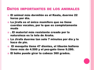 DATOS IMPORTANTES DE LOS ANIMALES
 El animal más dormilón es el Koala, duerme 22
horas por día.
 La jirafa es el único mamífero que no tiene
cuerdas vocales, por lo que es completamente
muda
 . El material más resistente creado por la
naturaleza es la tela de Araña.
 La Jirafa duerme tan solo 7 minutos por día y lo
hace de pie.
 El mosquito tiene 47 dientes, el tiburón ballena
tiene más de 4.500 y el pez-gato tiene 9.280.
 El búho puede girar la cabeza 360 grados.
 