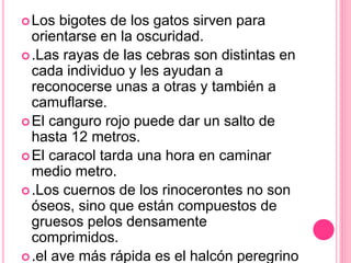 Los bigotes de los gatos sirven para
orientarse en la oscuridad.
.Las rayas de las cebras son distintas en
cada individuo y les ayudan a
reconocerse unas a otras y también a
camuflarse.
El canguro rojo puede dar un salto de
hasta 12 metros.
El caracol tarda una hora en caminar
medio metro.
.Los cuernos de los rinocerontes no son
óseos, sino que están compuestos de
gruesos pelos densamente
comprimidos.
.el ave más rápida es el halcón peregrino
 
