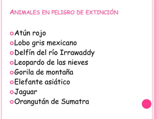 ANIMALES EN PELIGRO DE EXTINCIÓN
Atún rojo
Lobo gris mexicano
Delfín del río Irrawaddy
Leopardo de las nieves
Gorila de montaña
Elefante asiático
Jaguar
Orangután de Sumatra
 