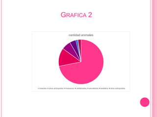 GRAFICA 2
cantidad animales
insectos otros antropodos moluscos vertebrados nematodos anelidos otros antropodos
 