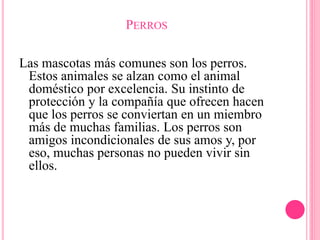 PERROS
Las mascotas más comunes son los perros.
Estos animales se alzan como el animal
doméstico por excelencia. Su instinto de
protección y la compañía que ofrecen hacen
que los perros se conviertan en un miembro
más de muchas familias. Los perros son
amigos incondicionales de sus amos y, por
eso, muchas personas no pueden vivir sin
ellos.
 