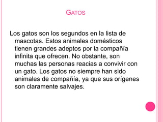 GATOS
Los gatos son los segundos en la lista de
mascotas. Estos animales domésticos
tienen grandes adeptos por la compañía
infinita que ofrecen. No obstante, son
muchas las personas reacias a convivir con
un gato. Los gatos no siempre han sido
animales de compañía, ya que sus orígenes
son claramente salvajes.
 