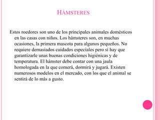 HÁMSTERES
Estos roedores son uno de los principales animales domésticos
en las casas con niños. Los hámsteres son, en muchas
ocasiones, la primera mascota para algunos pequeños. No
requiere demasiados cuidados especiales pero sí hay que
garantizarle unas buenas condiciones higiénicas y de
temperatura. El hámster debe contar con una jaula
homologada en la que comerá, dormirá y jugará. Existen
numerosos modelos en el mercado, con los que el animal se
sentirá de lo más a gusto.
 