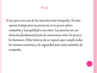 PECES
Los peces son una de las mascotas más tranquilas. No dan
apenas trabajo pero su presencia en la pecera ofrece
compañía y tranquilidad a sus amos. Las peceras son un
elemento fundamental para la convivencia entre los peces y
los humanos. Debe tratarse de un espacio que cumpla todas
las normas sanitarias y de seguridad para estos animales de
compañía.
 
