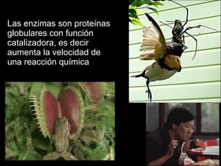 Las enzimas son proteínas
globulares con función
catalizadora, es decir
aumenta la velocidad de
una reacción química
 