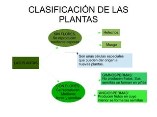 CLASIFICACIÓN DE LAS
            PLANTAS
               SIN FLORES.                   Helechos
               Se reproducen
              mediante esporas
                                               Musgo


                               Son unas células especiales
                               que pueden dar origen a
LAS PLANTAS                    nuevas plantas.


                                             GIMNOSPERMAS:
                                             No producen frutos. Sus
                                             semillas se forman en piñas
                 CON FLORES.
                Se reproducen
                    Mediante               ANGIOSPERMAS:
                flores y semillas         Producen frutos en cuyo
                                          interior se forma las semillas
 