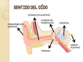 SENTIDO DEL OÍDO
CONDUCTO AUDITIVO
OREJA/PABELLÓN
AUDITIVO
TÍMPANO
CADENA DE
HUESECILLOS
NERVIO
AUDITIVO
CARACOL
 