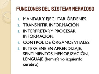 Funciones del sistema nervioso
1. MANDARY EJECUTAR ÓRDENES.
2. TRANSMITIR INFORMACIÓN
3. INTERPRETARY PROCESAR
INFORMACIÓN.
4. CONTROL DE ÓRGANOSVITALES.
5. INTERVIENE EN APRENDIZAJE,
SENTIMIENTOS, MEMORIZACIÓN,
LENGUAJE (hemisferio izquierdo
cerebro)
 