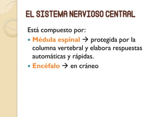 El sistema nervioso central
Está compuesto por:
 Médula espinal  protegida por la
columna vertebral y elabora respuestas
automáticas y rápidas.
 Encéfalo  en cráneo
 