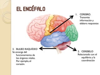 El encéfalo
1.
2. CEREBELO
Relacionado con el
equilibrio y la
coordinación
3. BULBO RAQUÍDEO
Se encarga del
funcionamiento de
los órganos vitales.
Por ejemplo, el
corazón.
CEREBRO.
Transmite
información y
elabora respuestas
 