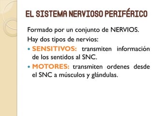 El sistema nervioso periférico
Formado por un conjunto de NERVIOS.
Hay dos tipos de nervios:
 SENSITIVOS: transmiten información
de los sentidos al SNC.
 MOTORES: transmiten ordenes desde
el SNC a músculos y glándulas.
 