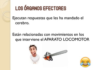 Los órganos efectores
Ejecutan respuestas que les ha mandado el
cerebro.
Están relacionadas con movimientos en los
que interviene el APARATO LOCOMOTOR
 
