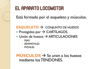 El aparato locomotor
Está formado por el esqueleto y músculos.
ESQUELETO  CONJUNTO DE HUESOS
 Protegidos por  CARTÍLAGOS.
 Unión de huesos  ARTICULACIONES
 FIJAS
 SEMIMÓVILES
 MÓVILES
MÚSCULOS  Se unen a los huesos
mediante losTENDONES.
 