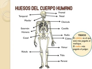 Huesos del cuerpo humano
Frontal
Nasal
Clavícula
Maxilar
Temporal
CostillaEsternón
Radio
Coxal
Fémur
Húmero
Rótula
Tibia
Peroné
Cúbito
TRUCO
El cúbito es el que
está más pegado al
meñique.
El radio más
pegado al pulgar.
 