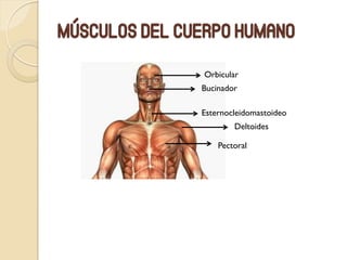 Músculos del cuerpo humano
Orbicular
Bucinador
Esternocleidomastoideo
Deltoides
Pectoral
 