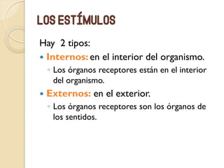 Los estímulos
Hay 2 tipos:
 Internos: en el interior del organismo.
◦ Los órganos receptores están en el interior
del organismo.
 Externos: en el exterior.
◦ Los órganos receptores son los órganos de
los sentidos.
 