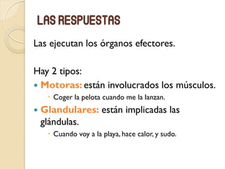 Las respuestas
Las ejecutan los órganos efectores.
Hay 2 tipos:
 Motoras: están involucrados los músculos.
 Coger la pelota cuando me la lanzan.
 Glandulares: están implicadas las
glándulas.
 Cuando voy a la playa, hace calor, y sudo.
 