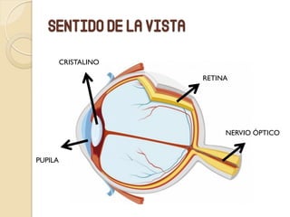Sentido de la vista
CRISTALINO
PUPILA
RETINA
NERVIO ÓPTICO
 