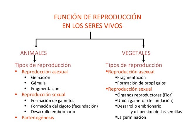 Resultado de imagen para reproduccion asexual caracteristicas