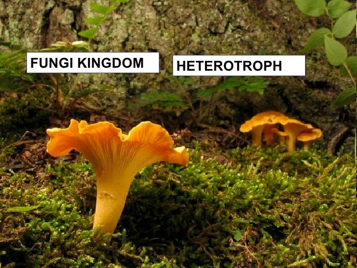 Review Unit 3 Living things 1 ESO