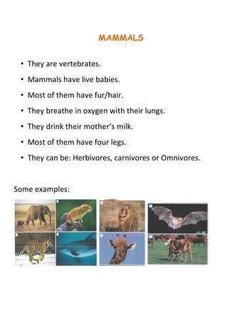 MAMMALS 
• They are vertebrates. 
• Mammals have live babies. 
• Most of them have fur/hair. 
• They breathe in oxygen with their lungs. 
• They drink their mother’s milk. 
• Most of them have four legs. 
• They can be: Herbivores, carnivores or Omnivores. 
Some examples: 
 