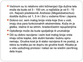 Većinom su to relativno sitni kičmenjaci čija dužina tela
može da bude od 3 - 150 cm, a najčešće je od 5 - 15
cm. Najveći predstavnik Andreias (Megalobatrachus)
dostiže dužinu od 1, 5 m i živi u vodama Kine i Japana.
Gotovo svi, sem malog broja vrsta koje žive u vodi,
imaju dva para funkcionalnih ekstremiteta. Koža im je
glatka, vlažna ili sa sitnim, bradavičastim ispupčenjima
Oplođenje može da bude spoljašnje ili unutrašnje
Oči su dobro razvijene i osim kod malog broja vrsta
imaju očne kapke, dok slušni kanala i bubnu opnu
nemaju. Grudna kost je ili slabo razvijena ili ne postoji, a
rebra su kratka pa ne dopiru do grudne kosti. Kloaka je
u vidu uzdužnog proreza i nalazi se na sredini završnog
dela trupa.
 